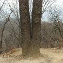 완산공원(정상) Daum카페