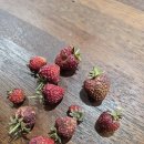 마스터당구카페 | 대부도 잡담_중앙로100번가, 아빠표 닭볶음탕, 마당 텃밭, 비빔국수, 꿀꿀이죽, 김밥 볶음밥, 뭉치...