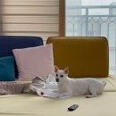 효자동물병원 이미지