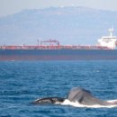 고래이야기 이미지