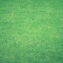 푸른잔디 이미지