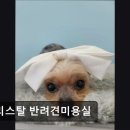 크리스탈 반려견미용실 | 강아지, 고양이, 애견미용, 추천!) 크리스탈 반려견미용실 수원 크리스탈 반려견미용실, 맞춤 케어 추천