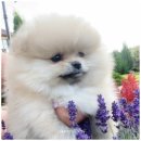 특별하개 이미지