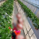 딸기어린이집 이미지