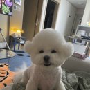 올라펫살롱 이미지