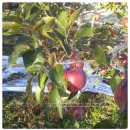 박가네농장 이미지