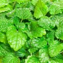 멜리사홀릭 이미지