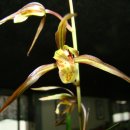 제주의 한란 이미지