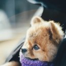 반려동물과함께하는#설렘 이미지