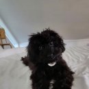 반디펜션 이미지