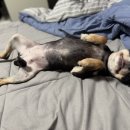 견생묭실 이미지