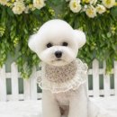 카멜리몽 이미지