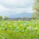 씨유양평연소나기점 | 경기도 양평 가볼만한곳 세미원 연꽃 주차 볼거리