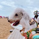 까망댕댕 | 아요삐 :: 강아지바캉스룩 🏝 대형견 반려견 하와이안셔츠 후기 🌴 강아지여름휴가🐶