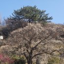 광양매화문화관 | 광양 매화축제 미리 방문-홍쌍리 청매실 농원(2026.3.9 )