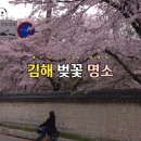 김해김씨 열녀비 | 김해 수로왕릉 벚꽃 만개 방문 후기