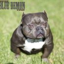 대한켄넬 이미지