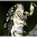 증산-009 | 중랑천 매미목(매미충류)(곤충) [Homoptera] 1