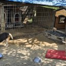 정암토종닭 이미지