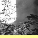 빛 살 -울림 이미지