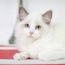 도도애견샵 이미지