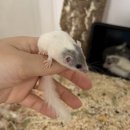 햄스터농장 이미지