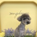 송단이네 반려견미용실 이미지