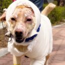 대형동물병원 이미지