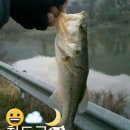 팔치지 이미지