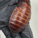 "손바닥 크기 바퀴벌레 10만 마리 우르르"...밀수 풀렸으면 '끔찍' 이미지