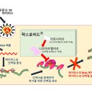 식약처 "먹는 코로나19 치료제 ‘팍스로비드’ 긴급 사용승인" 이미지