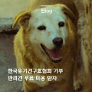 한국유기견구호협회에 기부하고 반려견 무료미용 받자