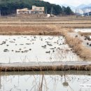 동읍1249 이미지