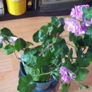 그린아이즈 이미지