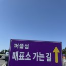 보라빛으로 물든 포토스팟 가득한 보라나라 &lt;신안 퍼플섬&gt; 가족여행 후기