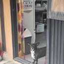 다금식당 이미지