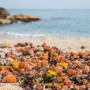 동해진미 이미지