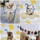 행복한 강아지 | 청주 강아지분양, 행복한 시작! 꼼꼼하게 따져본 후기