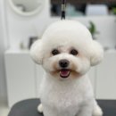 로에펫 이미지