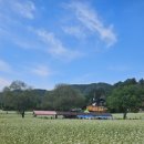 봉평메밀숲 이미지