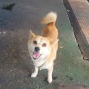 토토카센타 이미지