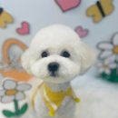 멍냥살롱 천안불당점 | 반려견 미용은 멍냥살롱에서~