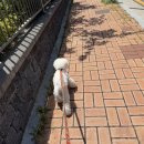 멍보드레 이미지