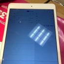 11650-16-39-2 | 일본 후쿠오카 이와타야백화점 블라썸39 부가부 드래곤플라이 예약구매후기 가격 비교