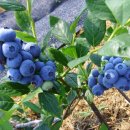 이윤 농장 이미지