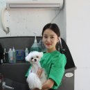 미미펫살롱 네이버블로그