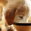 애견식단 이미지