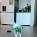 개가사는그집 이미지