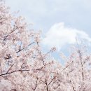 벚꽃치과의원 이미지