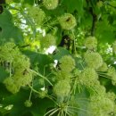 꿀벌박사 이미지